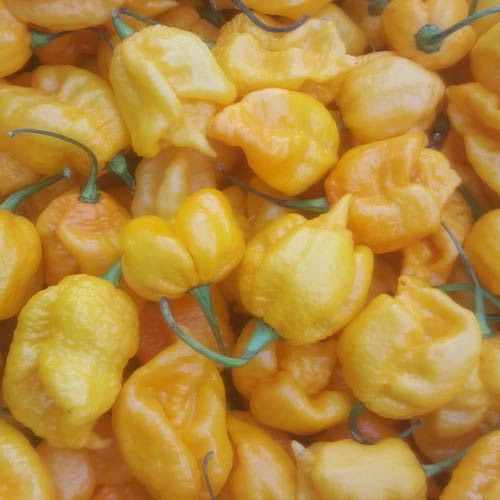 Nasiona papryki Carolina Reaper Yellow (10 szt.)