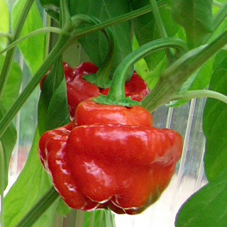 Nasiona papryki Scotch Bonnet (10 szt.)