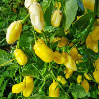 Nasiona papryki 7 Pot Bubble Gum Yellow (10 szt.)