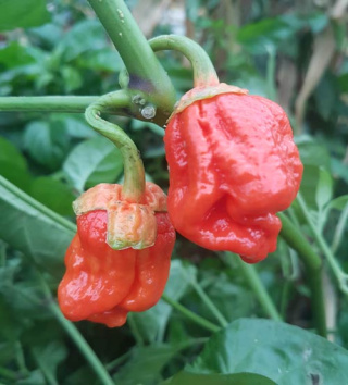 Nasiona papryki 7 Pot Bubble Gum (10 szt.)