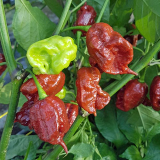 Nasiona papryki Carolina Reaper Brown (10 szt.)