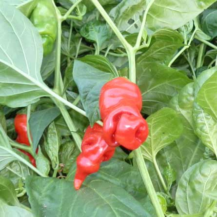 Nasiona papryki Peter Pepper (Penis Pepper) (10 szt.) Nasiona papryki Peter Pepper (Penis Pepper) (10 szt.)