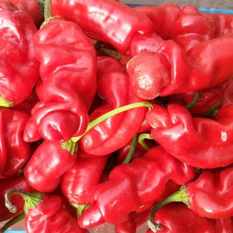 Nasiona papryki Peter Pepper (Penis Pepper) (10 szt.) Nasiona papryki Peter Pepper (Penis Pepper) (10 szt.)