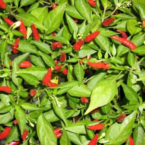 Nasiona papryki Bird's Eye ORGANIC (10 szt.)