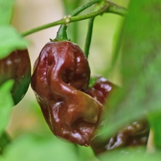 Nasiona papryki Habanero Chocolate (10 szt.)
