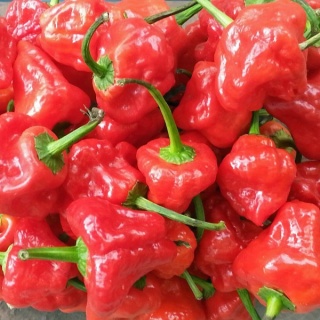 Nasiona papryki Scotch Bonnet (10 szt.)