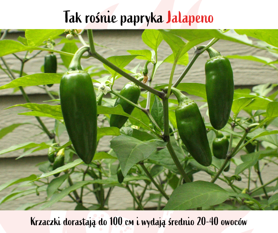 krzak papryki Jalapeno pikantne chili